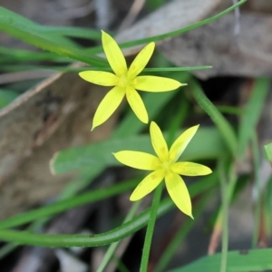 Pauridia vaginata at Wodonga, VIC - 30 Aug 2024