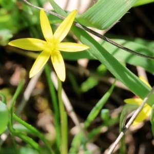 Pauridia vaginata at Wodonga, VIC - 30 Aug 2024