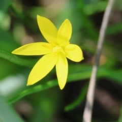 Pauridia vaginata at Wodonga, VIC - 30 Aug 2024