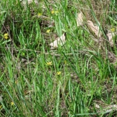 Pauridia vaginata at Wodonga, VIC - 30 Aug 2024