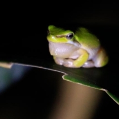 Litoria fallax (Eastern Dwarf Tree Frog) at Ulladulla, NSW - 30 Aug 2024 by CRSImages