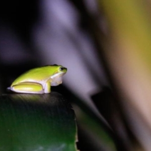 Litoria fallax at Ulladulla, NSW - 30 Aug 2024