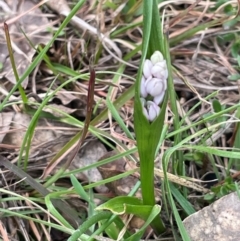 Wurmbea dioica subsp. dioica (Early Nancy) at Rye Park, NSW - 19 Aug 2024 by JaneR