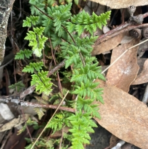 Cheilanthes distans at Rye Park, NSW - 19 Aug 2024