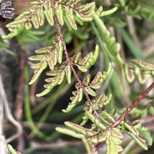 Cheilanthes distans at Rye Park, NSW - 19 Aug 2024