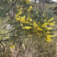 Acacia dealbata subsp. dealbata (Silver Wattle) at Rye Park, NSW - 19 Aug 2024 by JaneR