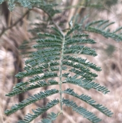 Acacia dealbata subsp. dealbata at Rye Park, NSW - 19 Aug 2024