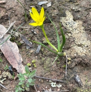 Hypoxis hygrometrica var. hygrometrica at Rye Park, NSW - 19 Aug 2024