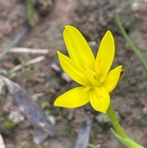 Hypoxis hygrometrica var. hygrometrica at Rye Park, NSW - 19 Aug 2024