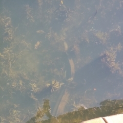 Anguillidae (order) at Wilton, NSW - 30 Aug 2024 11:15 AM