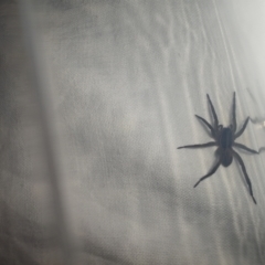 Unidentified Wolf spider (Lycosidae) at Teralba, NSW - 30 Aug 2024 by LyndalT