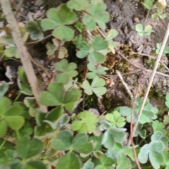 Oxalis rubens (Dune Wood-sorrel) at Surf Beach, NSW - 25 Aug 2024 by LyndalT