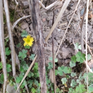 Oxalis rubens at Surf Beach, NSW - 25 Aug 2024