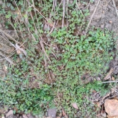 Oxalis rubens at Surf Beach, NSW - 25 Aug 2024