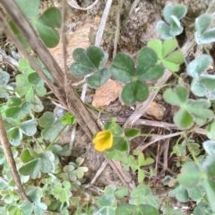 Oxalis rubens at Surf Beach, NSW - 25 Aug 2024 02:58 PM