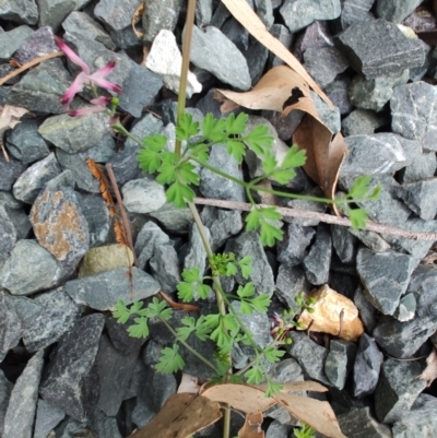 Fumaria sp. (Fumitory) at Surf Beach, NSW - 25 Aug 2024 by LyndalT