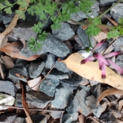 Fumaria sp. at Surf Beach, NSW - 25 Aug 2024 03:06 PM