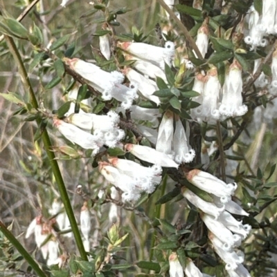 Styphelia fletcheri subsp. brevisepala (Twin Flower Beard-Heath) at Cook, ACT - 31 Aug 2024 by lbradley