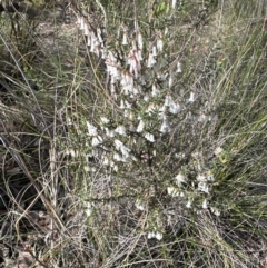 Styphelia fletcheri subsp. brevisepala at Cook, ACT - 31 Aug 2024