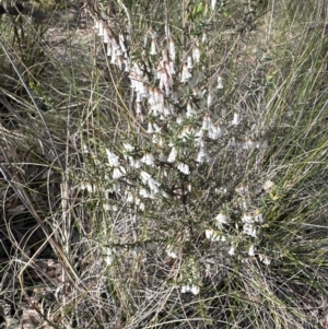 Styphelia fletcheri subsp. brevisepala at Cook, ACT - 31 Aug 2024