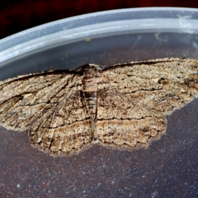 Ectropis excursaria (Common Bark Moth) at Hughes, ACT - 31 Aug 2024 by LisaH