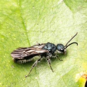 Mutillidae (family) at Mogo, NSW - 30 Aug 2024 01:21 PM