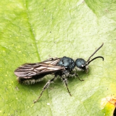 Mutillidae (family) (Unidentified Mutillid wasp or velvet ant) at Mogo, NSW - 30 Aug 2024 by Roger