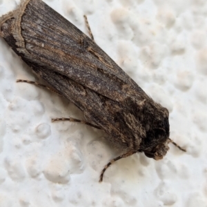 Agrotis munda at Watson, ACT - 31 Aug 2024