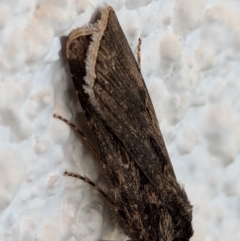 Agrotis munda at Watson, ACT - 31 Aug 2024