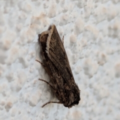 Agrotis munda at Watson, ACT - suppressed