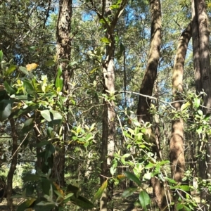 Syncarpia glomulifera subsp. glomulifera at Kangaroo Valley, NSW - 31 Aug 2024