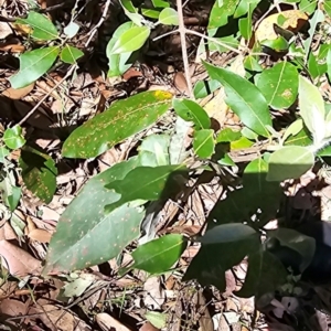 Syncarpia glomulifera subsp. glomulifera at Kangaroo Valley, NSW - 31 Aug 2024