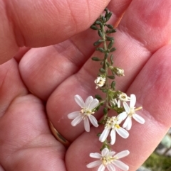 Olearia microphylla (Olearia) at Cook, ACT - 31 Aug 2024 by lbradley