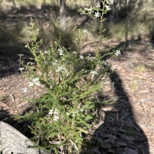 Olearia microphylla at Cook, ACT - 31 Aug 2024