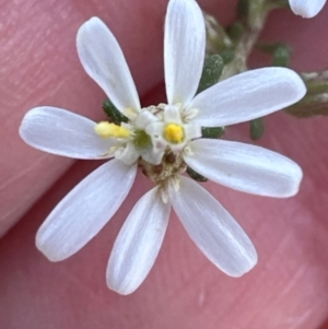 Olearia microphylla at Cook, ACT - 31 Aug 2024