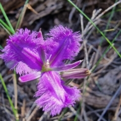 Thysanotus juncifolius (Branching Fringe Lily) at Tathra, NSW - 30 Aug 2024 by MattYoung