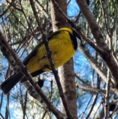 Pachycephala pectoralis at Tathra, NSW - 31 Aug 2024