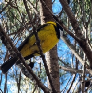 Pachycephala pectoralis at Tathra, NSW - 31 Aug 2024