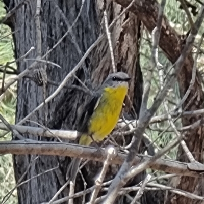 Eopsaltria australis (Eastern Yellow Robin) at Tathra, NSW - 31 Aug 2024 by MattYoung