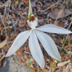 Caladenia catenata (White Fingers) at Tathra, NSW - 31 Aug 2024 by MattYoung