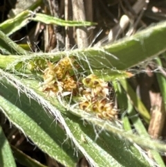 Luzula meridionalis at Aranda, ACT - 31 Aug 2024