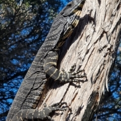 Varanus varius (Lace Monitor) at Tathra, NSW - 30 Aug 2024 by MattYoung