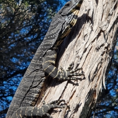 Varanus varius (Lace Monitor) at Tathra, NSW - 31 Aug 2024 by MattYoung