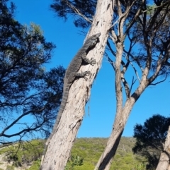 Varanus varius at Tathra, NSW - suppressed
