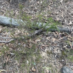 Grevillea alpina at Aranda, ACT - 31 Aug 2024