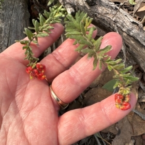 Grevillea alpina at Aranda, ACT - 31 Aug 2024