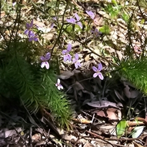 Stylidium laricifolium at Kangaroo Valley, NSW - 31 Aug 2024