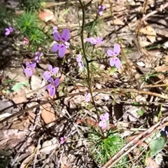 Stylidium laricifolium at Kangaroo Valley, NSW - 31 Aug 2024