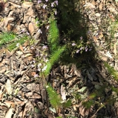 Stylidium laricifolium at Kangaroo Valley, NSW - 31 Aug 2024