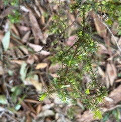 Leucopogon juniperinus (Long Flower Beard-Heath) at Kangaroo Valley, NSW - 31 Aug 2024 by BugongGreen